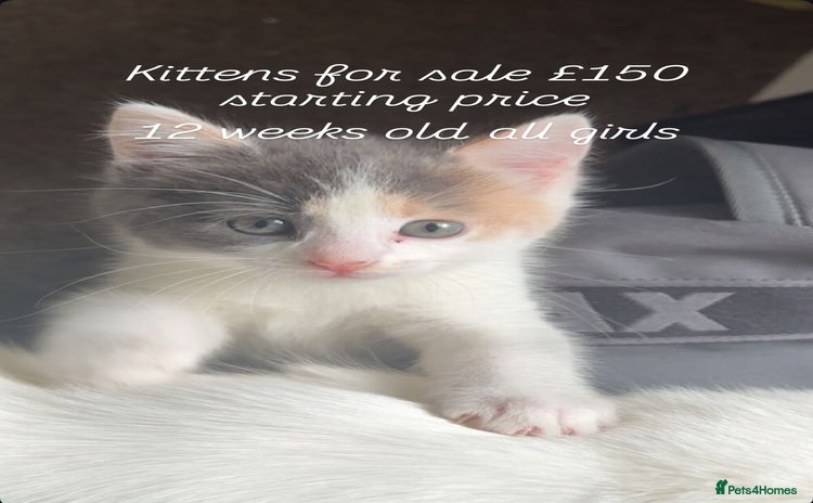 Turkish Van cats - Advert 1