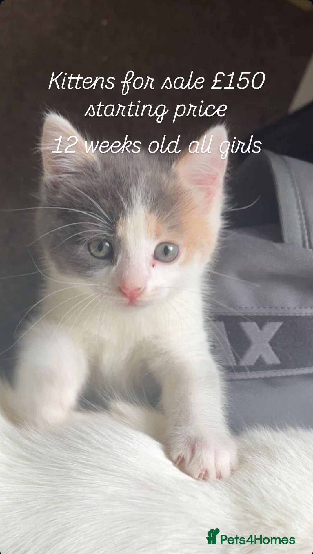 Turkish Van cats for sale: Three kittens  - Image 1