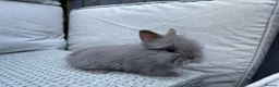 Lionhead rabbits for sale: Fluffy double mane lion head rabbits for sale  - Advert 11