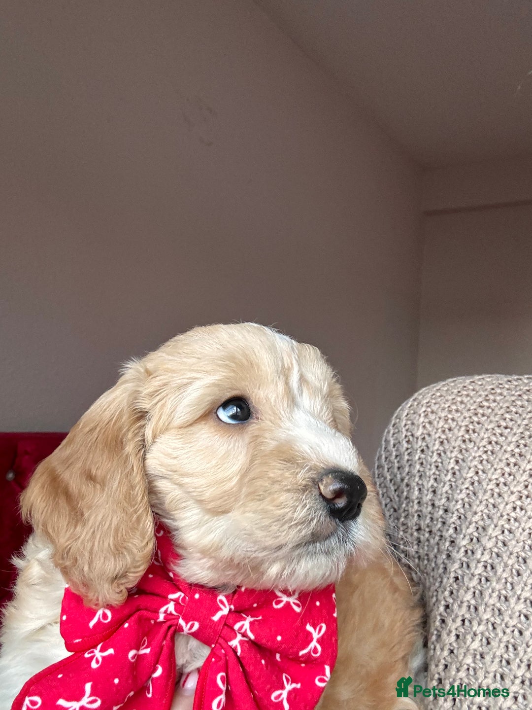 Cockapoo dogs for sale: (1 Left) Stunning Cockapoo Puppies Health Tested  - Advert 2