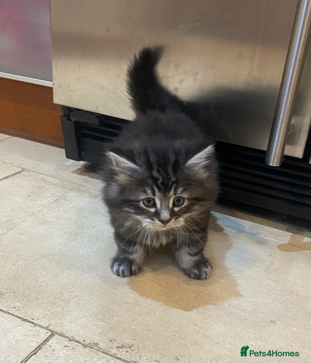 Mixed Breed cats for sale: Maine Coon/Siberian Mix Kittens - Advert 3