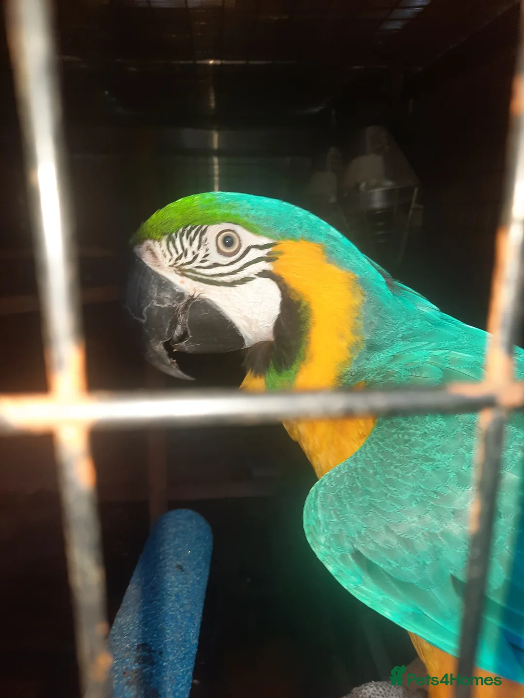 Macaws birds for sale: Blue&Gold Macaw - Advert 1