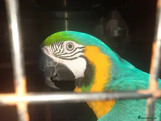 Macaws birds Blue&Gold Macaw - Advert 1