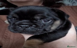 French Bulldog dogs for sale: Stunning Red fawn black & tan KC reg frenchie pups - Image 18