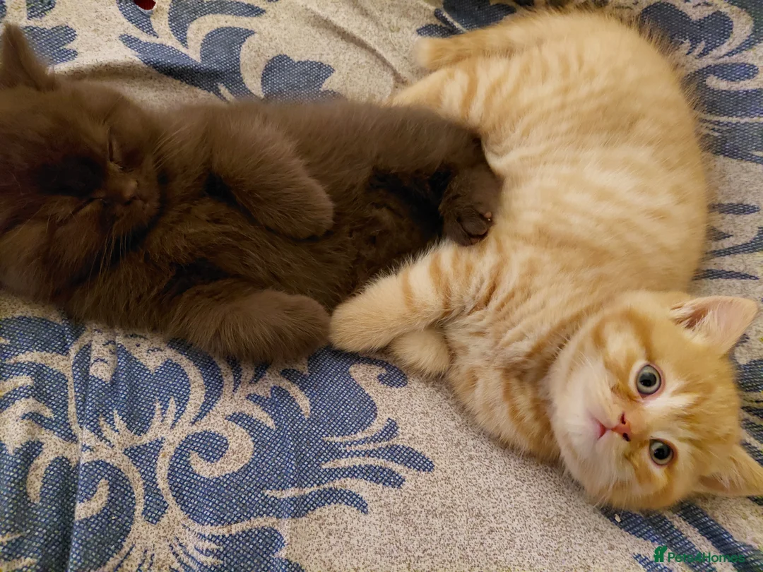 British Shorthair cats for sale: British shorthair kittens - Advert 4