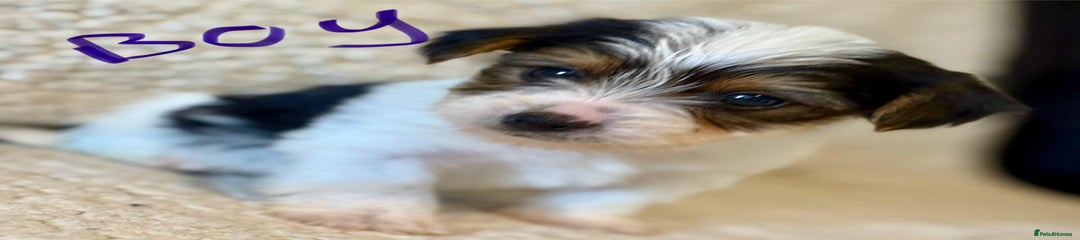 Boy