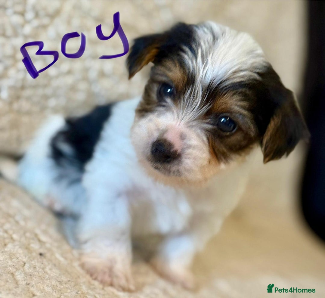 Biewer Terrier dogs for sale: Biewer terrier - Image 8