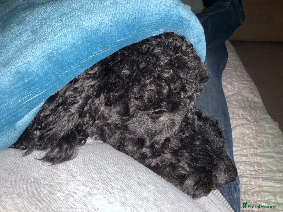 Cockapoo dogs for sale: Archie in Northampton - Advert 8