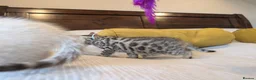 Bengal cats for sale: 🤍🤎🖤 GORGEOUS BENGAL KITTENS 🖤🤎🤍 - Advert 33