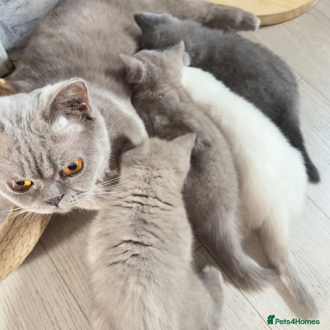 British Shorthair cats for sale: British shorthair kittens❤️❤️❤️❤️ in Bury - Advert 1