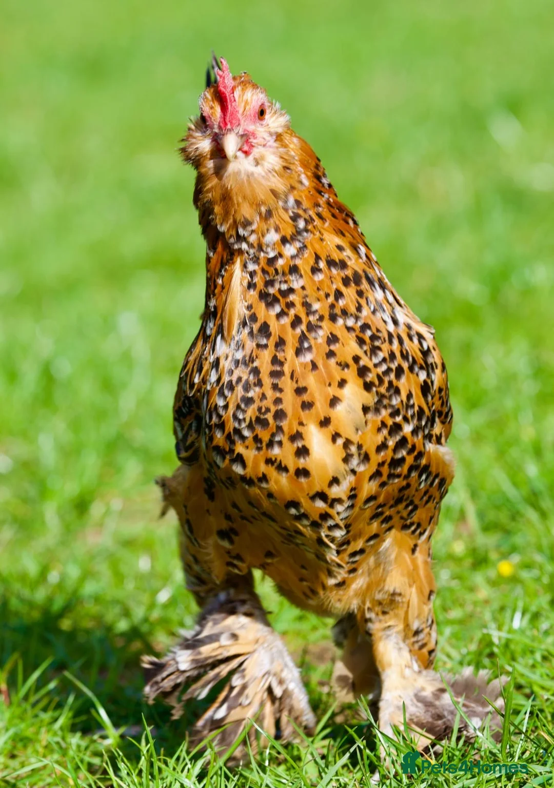 Chickens poultry for sale: Hatching eggs for Sale  - Advert 6