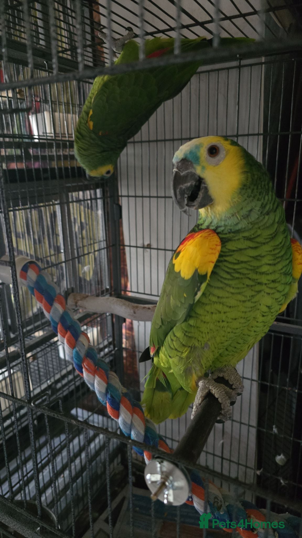 Parrots birds Amazon blue fronted parrots - Advert 1