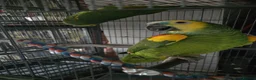 Parrots birds for sale: Amazon blue fronted parrots in Edgware - Advert 1