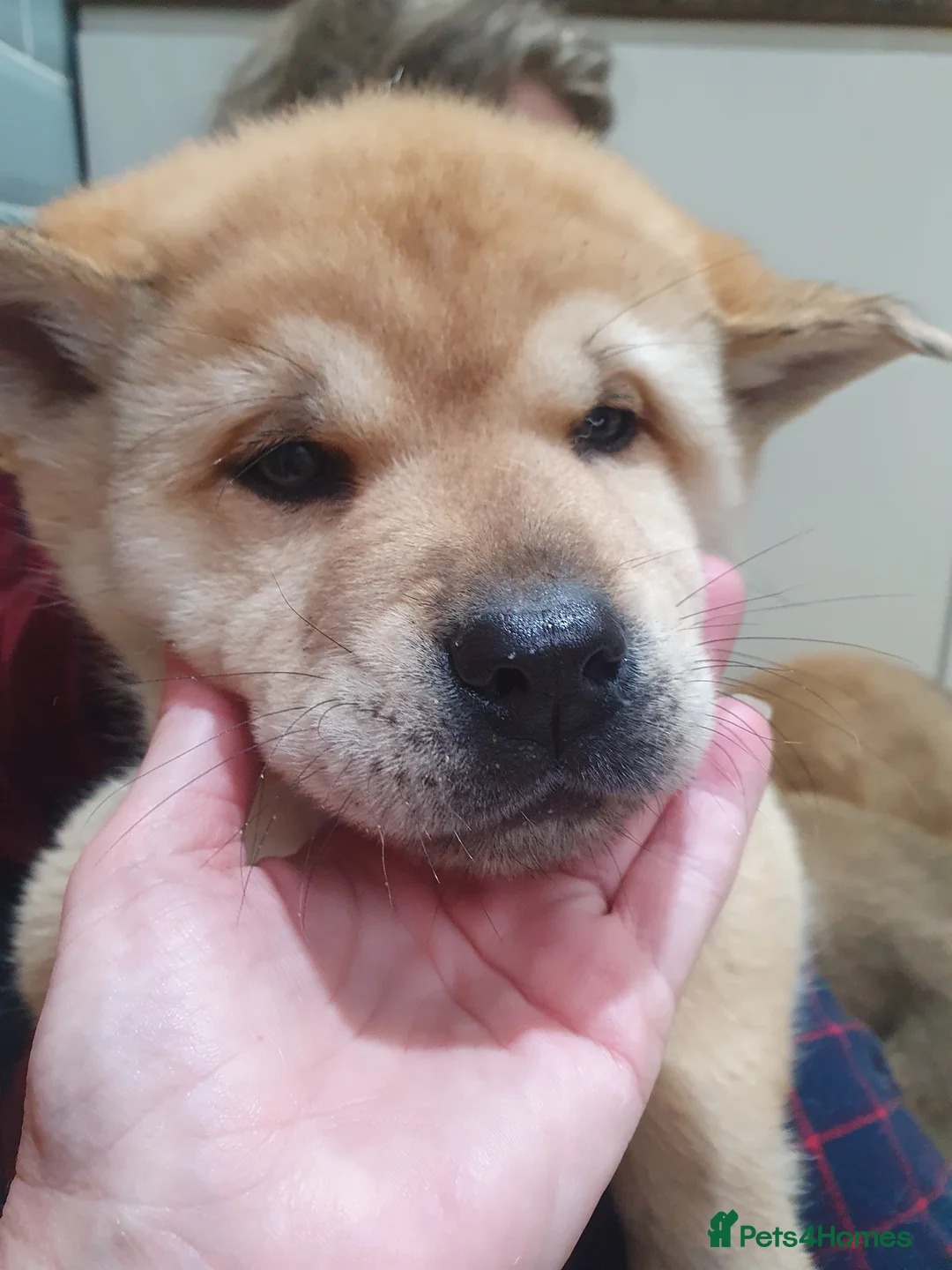 Mixed Breed dogs for sale: Last 3  pupies now £600 Chow Chow dad husky mum - Advert 12