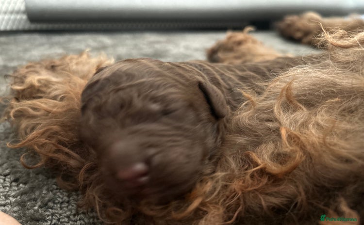 Labradoodle dogs - Advert 6