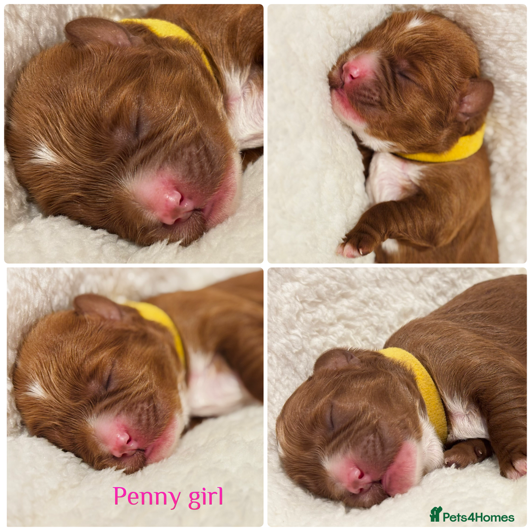 Cavapoo dogs for sale: Beautiful litter of F1 Cavapoo puppies  - Advert 3