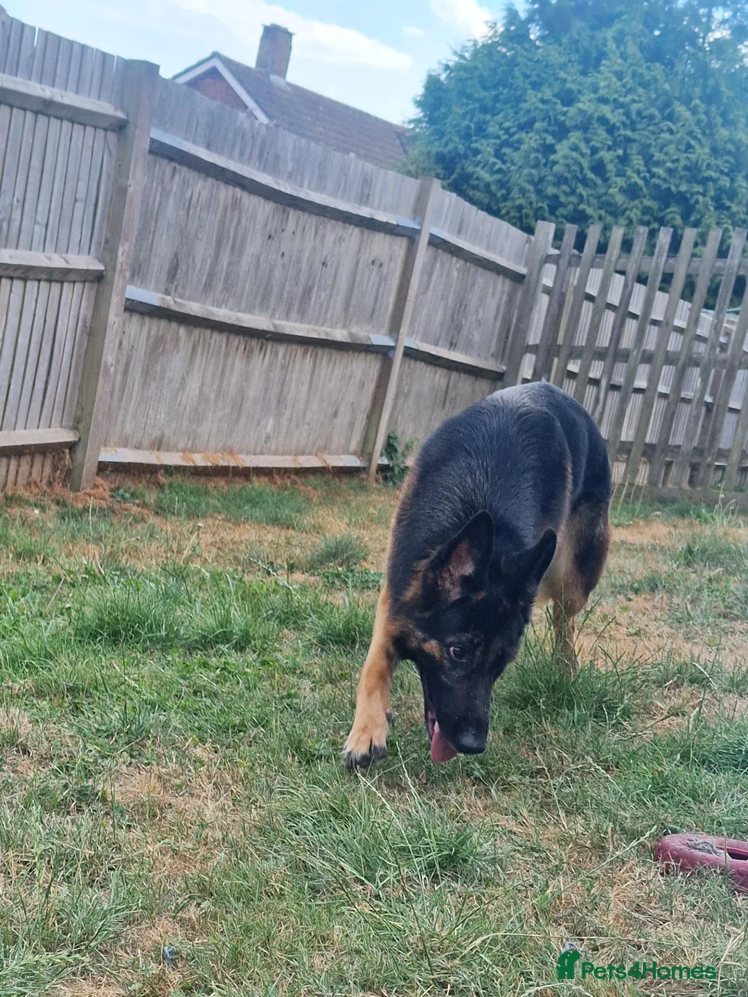 German Shepherd dogs for sale: German shepard  - Advert 5
