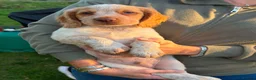 Cocker Spaniel dogs for sale: 8 KC registered Cocker Spaniel Puppies - Advert 9