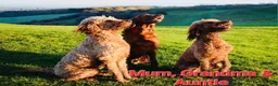 Irish Doodle dogs for stud: Irish Doodle Stud, Proven, DNA & Hip Tested in Tamworth - Advert 9