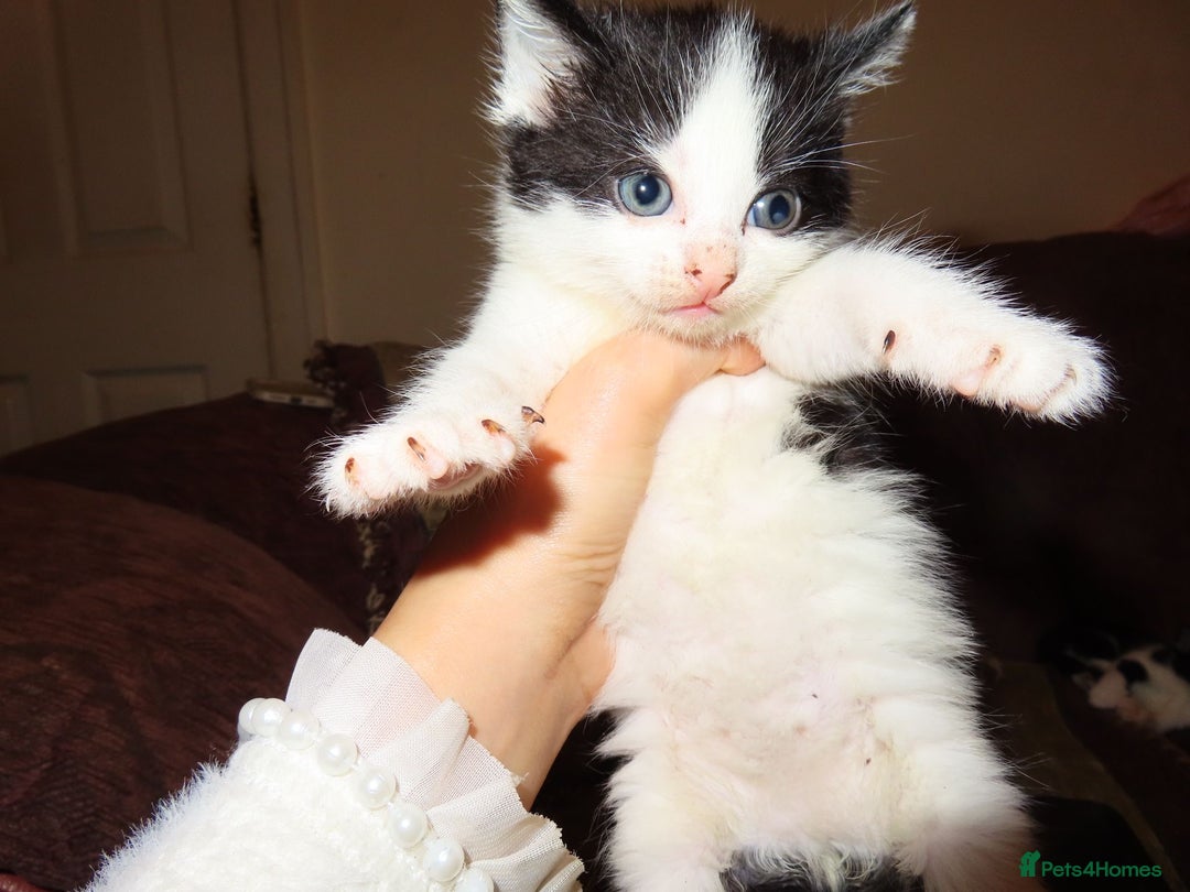 Mixed Breed cats for sale: Sweet Kittens Looking for Loving Homes - Advert 14