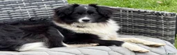 Border Collie dogs for adoption: 🐾 MAX – Border Collie  in West Malling - Advert 5