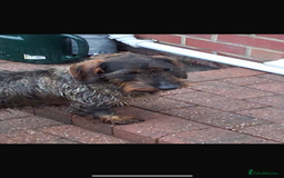 Dachshund dogs for sale: 2 beautiful wirehair dachshund (teckel) pups left - Image 11