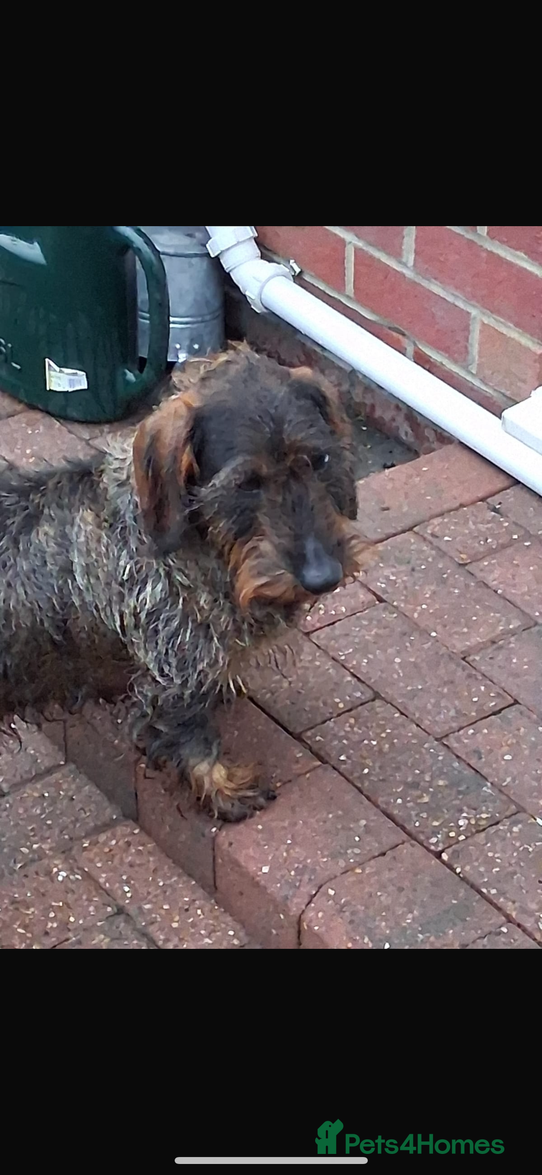 Dachshund dogs for sale: 2 beautiful wirehair dachshund (teckel) pups left - Image 11