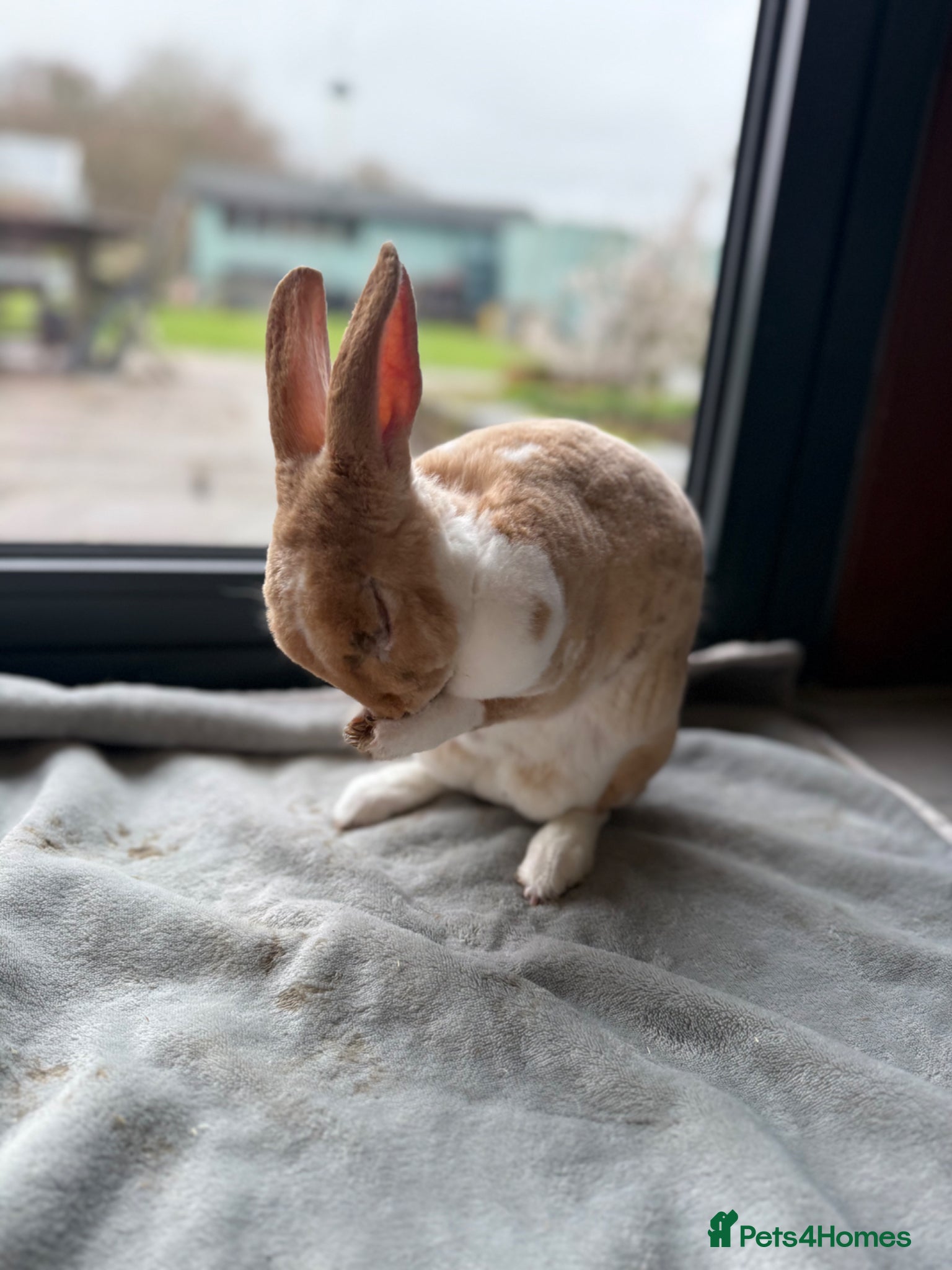 Rex rabbits Beautiful young Doe for reluctant rehoming - Advert 14