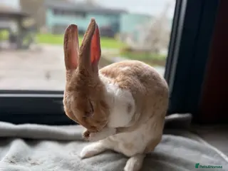 Rex rabbits Beautiful young Doe for reluctant rehoming - Advert 14