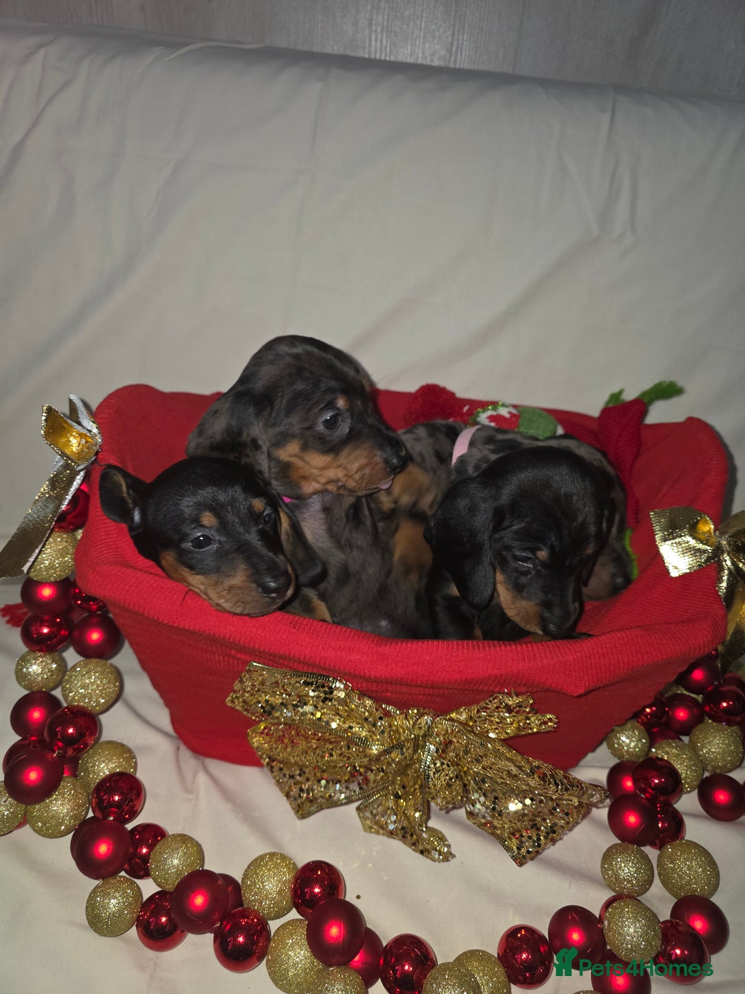 Miniature Dachshund dogs for sale: Miniature dachshund  - Advert 26