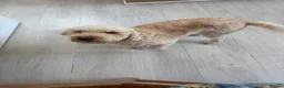 Cockapoo dogs for sale: 2 yr old apricot cockapoo - Advert 4