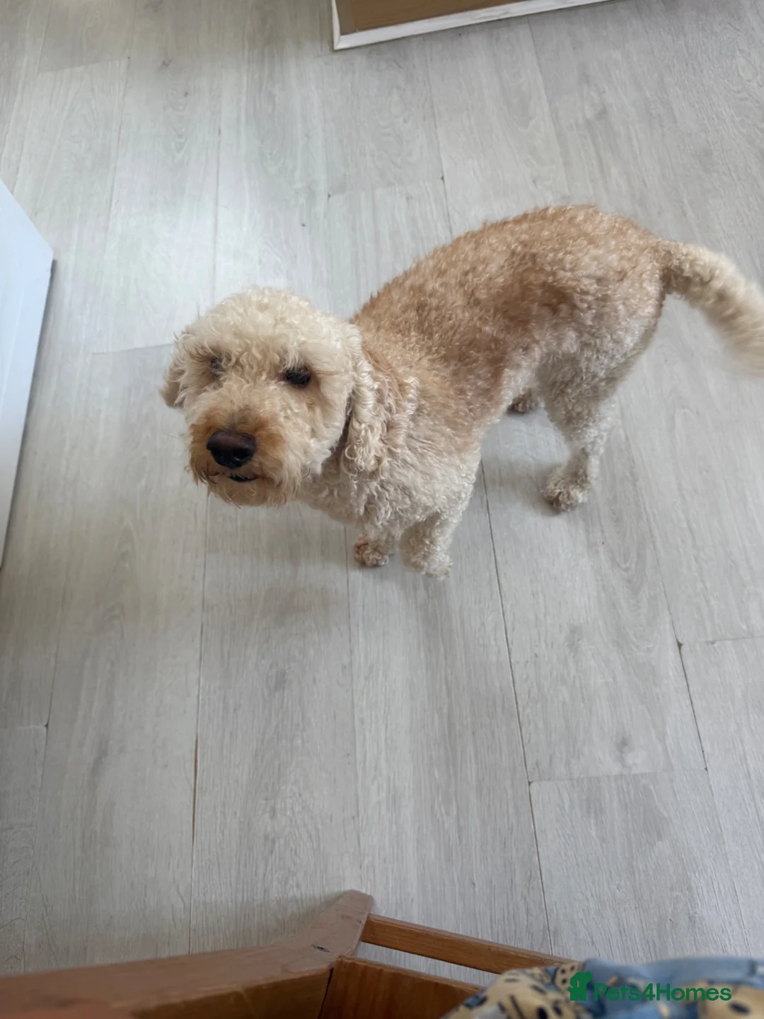 Cockapoo dogs for sale: 2 yr old apricot cockapoo - Advert 4