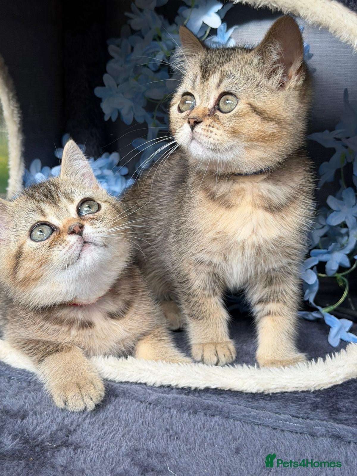 British Shorthair cats 3 TICA REGISTERED BSH boys - Advert 2