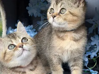 British Shorthair cats 3 TICA REGISTERED BSH boys - Advert 2