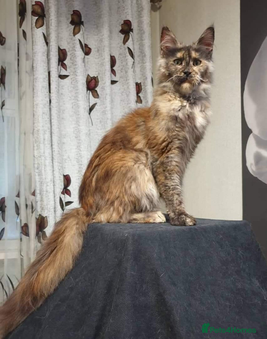Maine Coon cats for sale: Female MaineCoon  Imported, Loving Home Needed   - Image 5