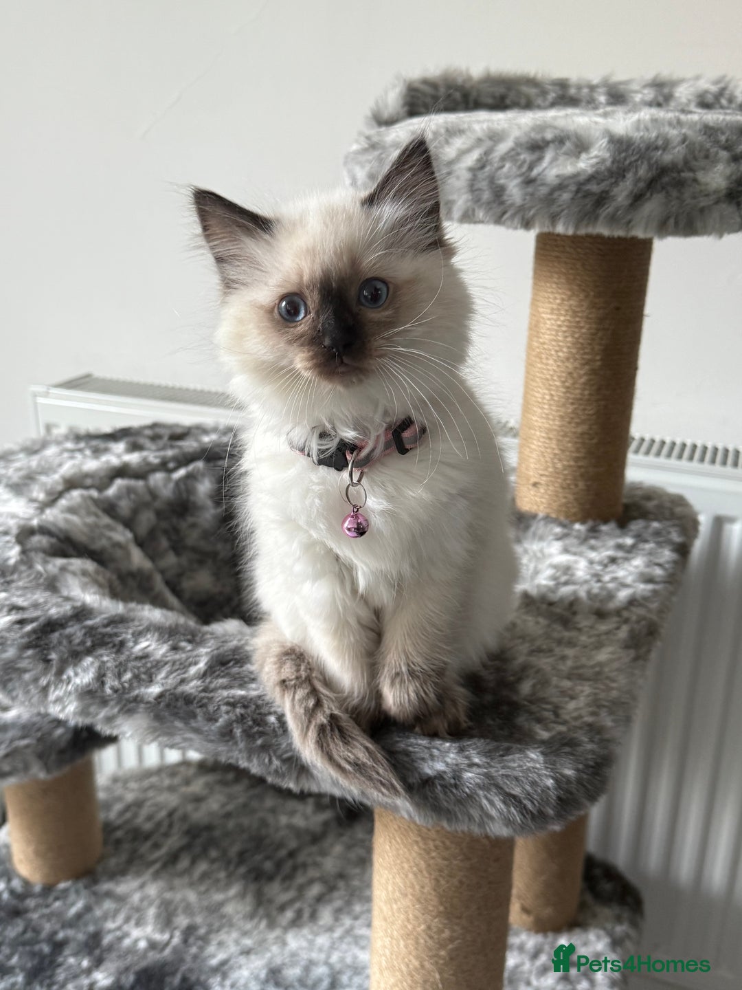 Ragdoll cats for sale: Beautiful pure bread ragdoll kitten 12 weeks old  - Advert 3