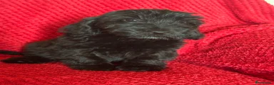 Cockapoo Puppy 5