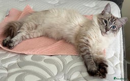 Ragdoll cats for sale: Lynx Seal Point and Seal Ragdoll Kittens - Image 13