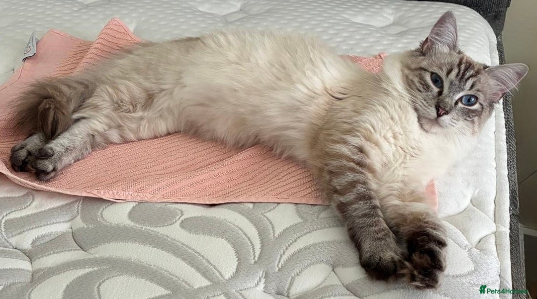 Ragdoll cats for sale: Lynx Seal Point and Seal Ragdoll Kittens - Image 13