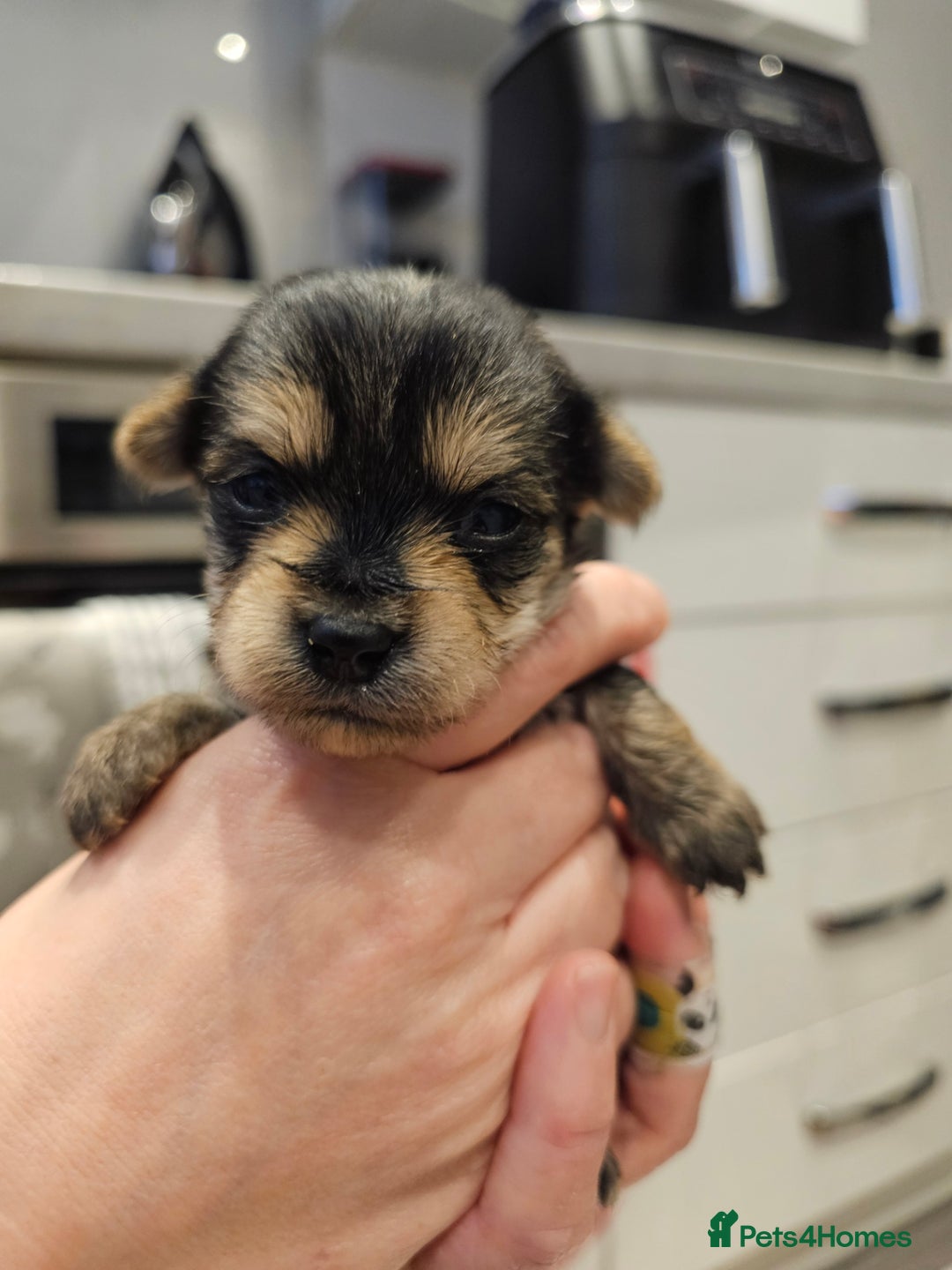 Morkie dogs for sale: Mini Maltese/Yorkshire terrier puppies for sale - Advert 4