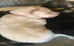 German Shepherd dogs for sale: Stunning litter of German shepherds  - Image 15