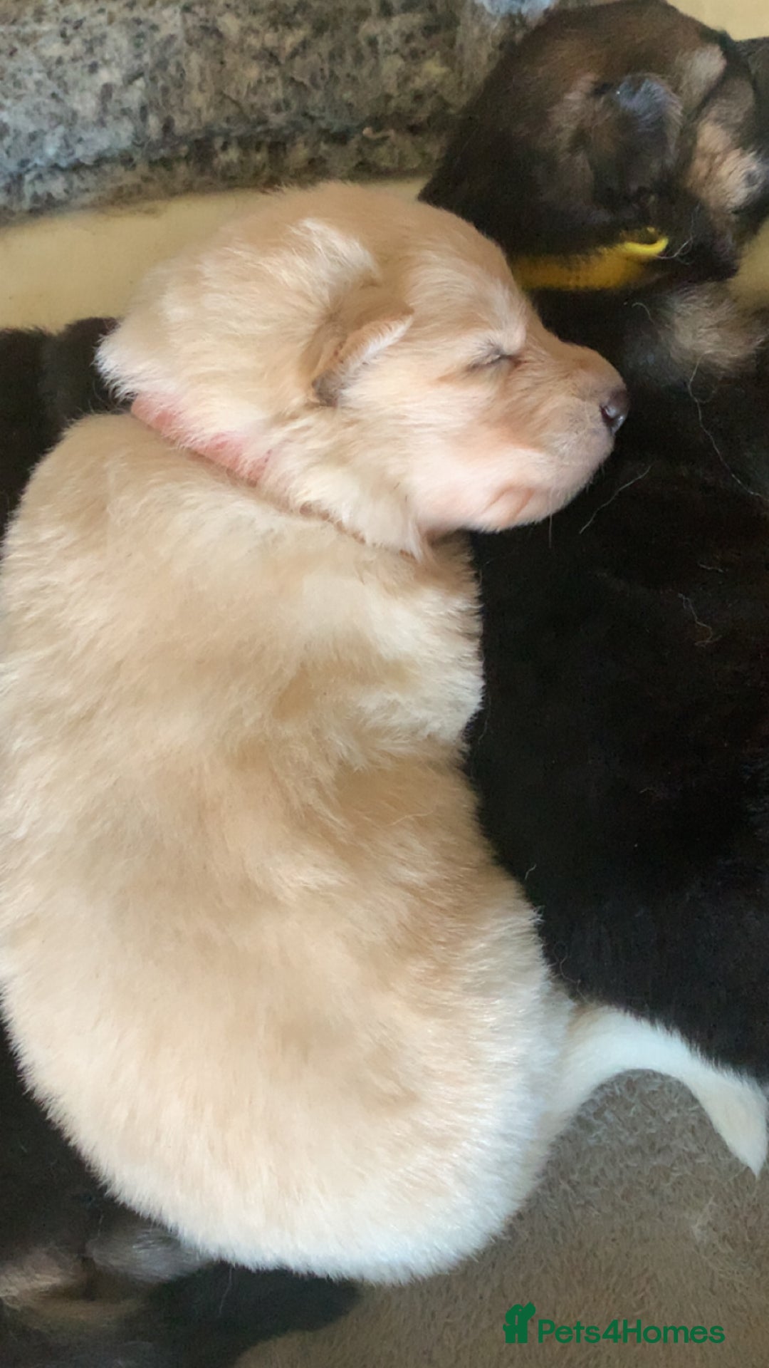 German Shepherd dogs for sale: Stunning litter of German shepherds  - Image 15