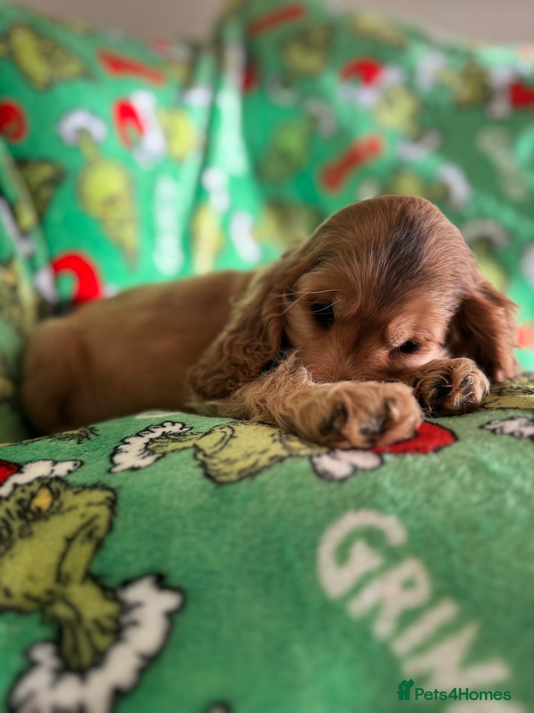 Cocker Spaniel dogs for sale: Show type boys   - Advert 9