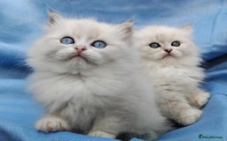 Siberian cats for sale: GCCF Registered Siberian kittens for sale  - Image 15