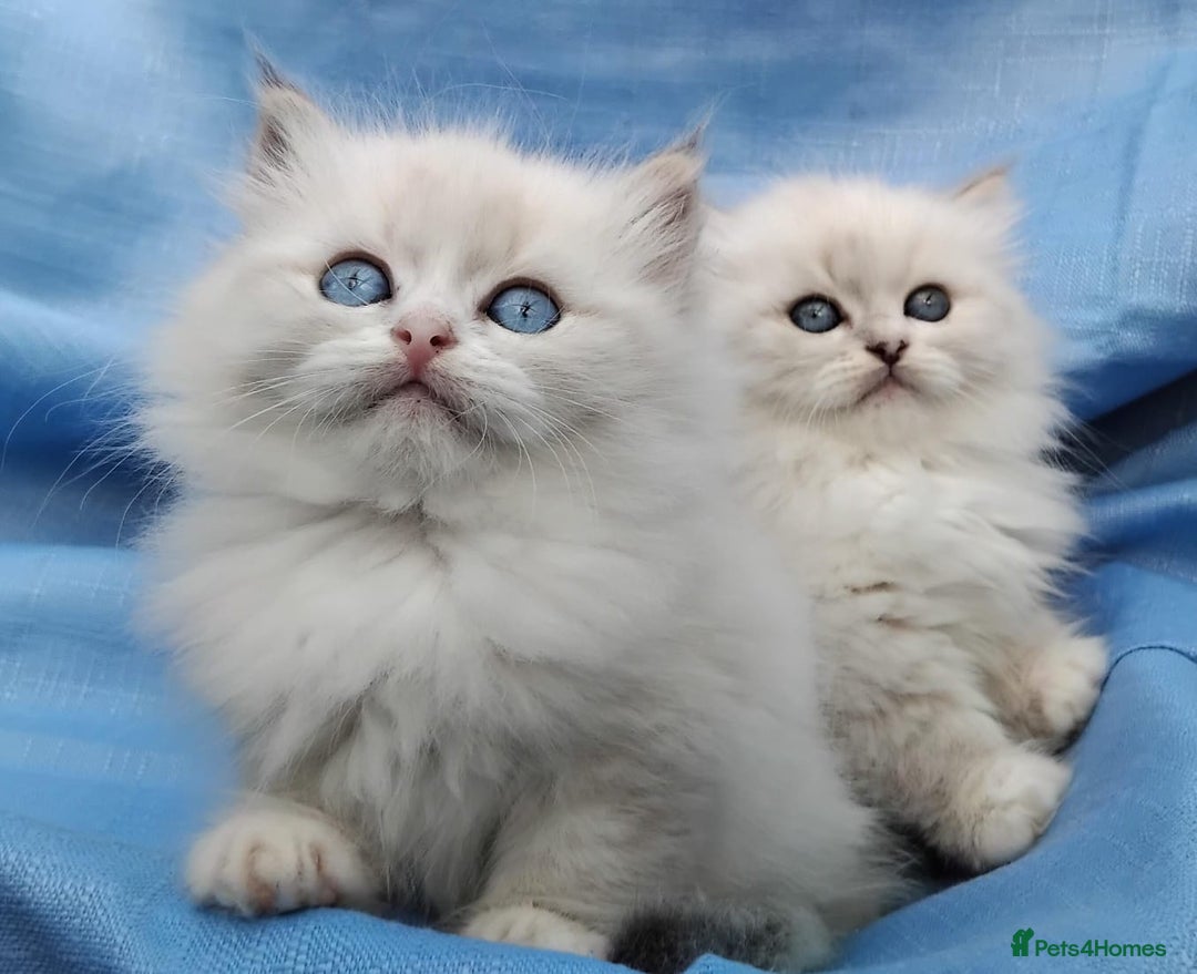 Siberian cats for sale: GCCF Registered Siberian kittens for sale  - Image 15
