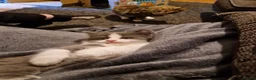 Mixed Breed cats for sale: 3 kitten for sale  - Advert 13