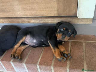Rottweiler dogs Rottweiler Puppies for Sale - Advert 2