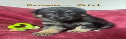 German Shepherd dogs for sale: Stunning Family Raised German Shepherd Puppies - Advert 39