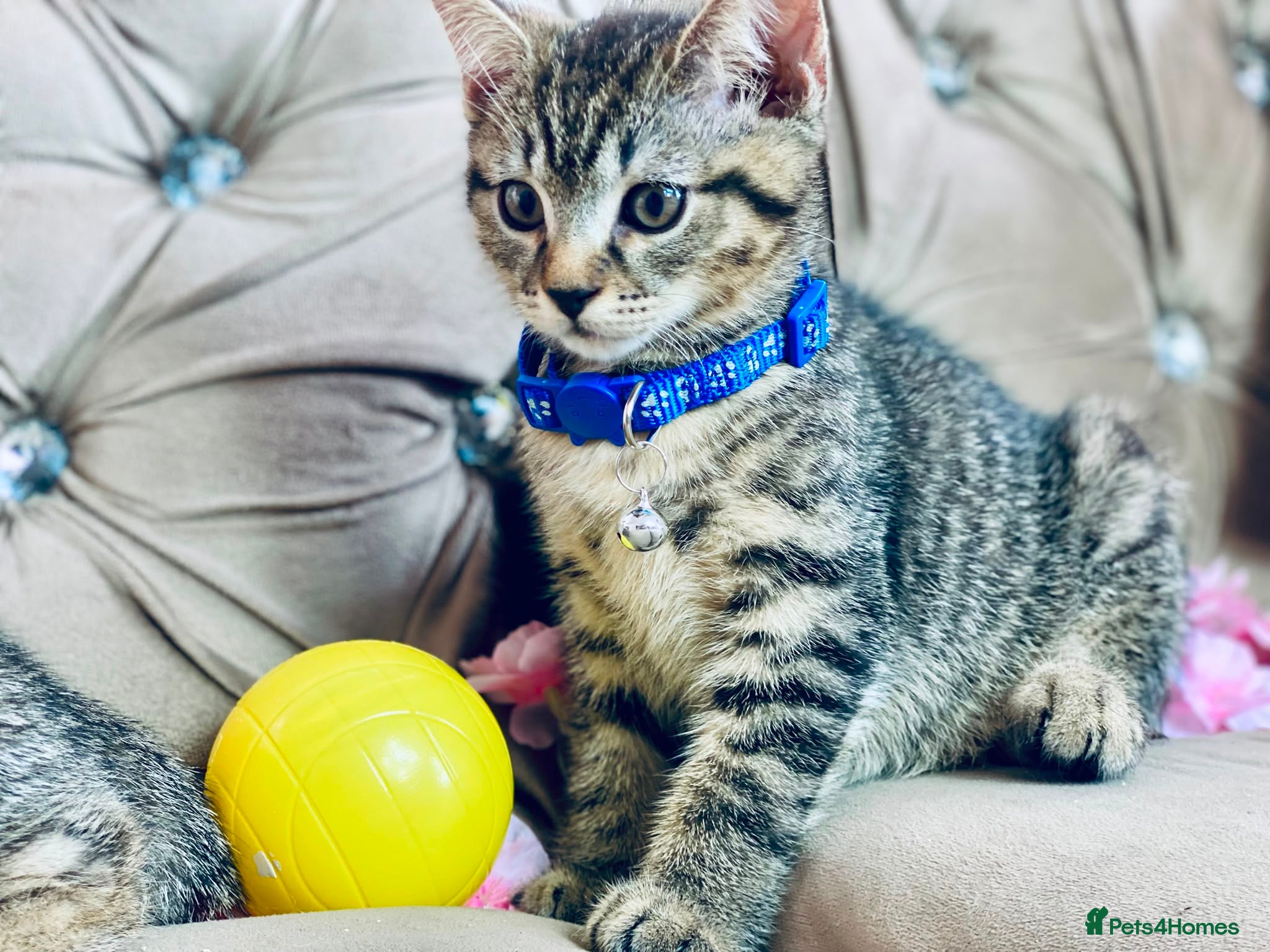 British Shorthair cats British shorthair x tabby kittens  - Advert 1