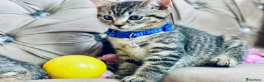 British Shorthair 4